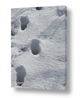 אמיר אלון אמיר אלון - צילום מקצועי אומנותי | צילום טבע - שלג | עקבות