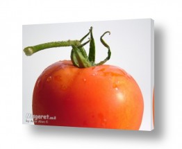 צילומים צילום אוכל | עגבניה