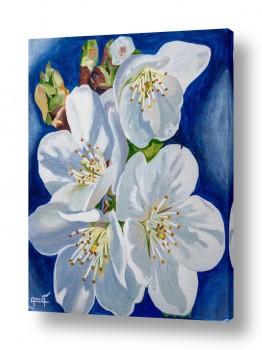 ציורים Anna Forsuk | Cherry blossom