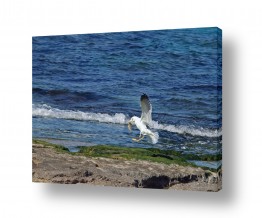 ארי בלטינשטר ארי בלטינשטר - צילומי מוצר,טבע ואמנות - ציפור דרור | שחף