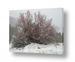 ארי בלטינשטר ארי בלטינשטר - צילומי מוצר,טבע ואמנות - שלג | שקדייה מושלגת