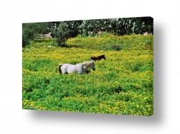 ארי בלטינשטר ארי בלטינשטר - צילומי מוצר,טבע ואמנות - סוס | מרעה אביבי