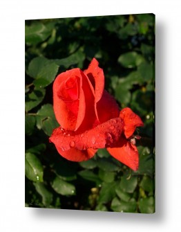 ארי בלטינשטר ארי בלטינשטר - צילומי מוצר,טבע ואמנות - פרחים סגולים | טיפות על ורד