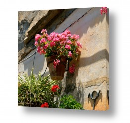 פרחים צמחים ועצים פרחי גן ובית | גינה בקיר 03