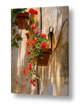 פרחים צמחים ועצים פרחי גן ובית | גינה בקיר 04