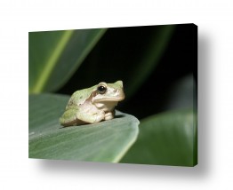 תמונות לפי נושאים צפרדע | הנסיך הקטן