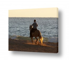 ארי בלטינשטר ארי בלטינשטר - צילומי מוצר,טבע ואמנות - סוס | דוהר לשקיעה