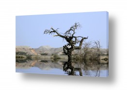 ארי בלטינשטר ארי בלטינשטר - צילומי מוצר,טבע ואמנות - ערבה | ריצה למים
