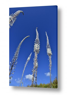 ארי בלטינשטר ארי בלטינשטר - צילומי מוצר,טבע ואמנות - פרחים סגולים | חצבים וראשם בשמיים