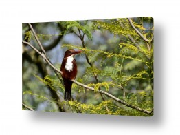 ארי בלטינשטר ארי בלטינשטר - צילומי מוצר,טבע ואמנות - ציפור | שלל צבעים לשלדג