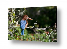 ארי בלטינשטר ארי בלטינשטר - צילומי מוצר,טבע ואמנות - ציפור | שלל צבעי השלדג