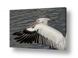 ארי בלטינשטר ארי בלטינשטר - צילומי מוצר,טבע ואמנות - כנפיים | לקראת נחיתה