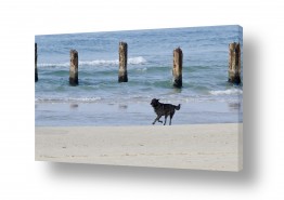 ארי בלטינשטר ארי בלטינשטר - צילומי מוצר,טבע ואמנות - כלב | לחופש נולד