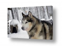 ארי בלטינשטר ארי בלטינשטר - צילומי מוצר,טבע ואמנות - כלב | חיוך של מלך