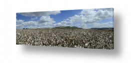נוף פנורמה | Cotton Fields Forever