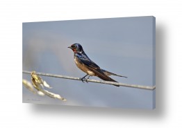 ארי בלטינשטר ארי בלטינשטר - צילומי מוצר,טבע ואמנות - ציפורים | סנונית על חוט