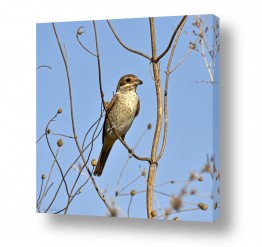ארי בלטינשטר ארי בלטינשטר - צילומי מוצר,טבע ואמנות - ציפורים | חנקן אדום גב