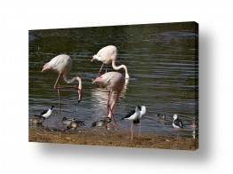 ארי בלטינשטר ארי בלטינשטר - צילומי מוצר,טבע ואמנות - עופות מים | שלווה על המים