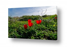 ארי בלטינשטר ארי בלטינשטר - צילומי מוצר,טבע ואמנות - שדה | אדום אדום
