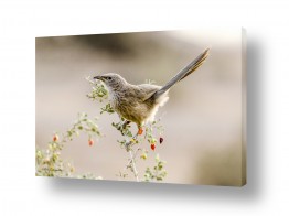 ארי בלטינשטר ארי בלטינשטר - צילומי מוצר,טבע ואמנות - ציפור | זנבן של בוקר