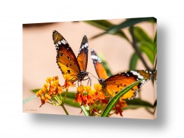 ארי בלטינשטר ארי בלטינשטר - צילומי מוצר,טבע ואמנות - פרפרים | דנאית מלכותית