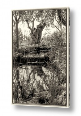 ארי בלטינשטר ארי בלטינשטר - צילומי מוצר,טבע ואמנות - עצים | נווה מידבר