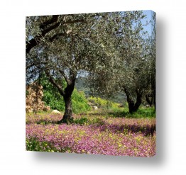 צומח עצים | עצים ופריחה