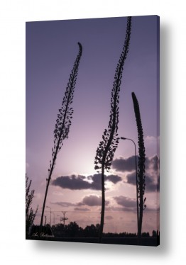 ארי בלטינשטר ארי בלטינשטר - צילומי מוצר,טבע ואמנות - פרחי בר | חצבים וראשם בשמיים