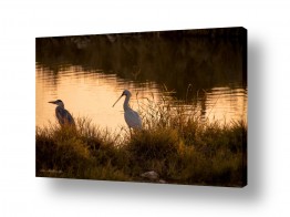 ארי בלטינשטר ארי בלטינשטר - צילומי מוצר,טבע ואמנות - עופות מים | הרהורים על שקיעה