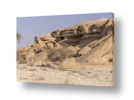 צומח צמחי בר | שומרי הסף