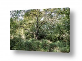 צילומים ארי בלטינשטר | ותיק ביער
