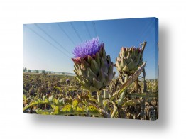 ארי בלטינשטר ארי בלטינשטר - צילומי מוצר,טבע ואמנות - פרחים | סגול וטעים
