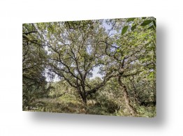 ארי בלטינשטר ארי בלטינשטר - צילומי מוצר,טבע ואמנות - עצים | אחד ותיק