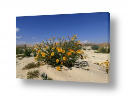 פרחים צמחים ועצים פרחי בר | כתום שולט