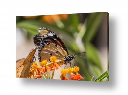 ארי בלטינשטר ארי בלטינשטר - צילומי מוצר,טבע ואמנות - כנפיים | פרפר מנוקד וכתום