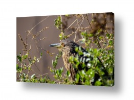 ארי בלטינשטר ארי בלטינשטר - צילומי מוצר,טבע ואמנות - ציפור | מבט מרוכז