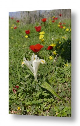ארי בלטינשטר ארי בלטינשטר - צילומי מוצר,טבע ואמנות - פרח | צבעים בטבע