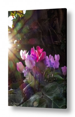 ארי בלטינשטר ארי בלטינשטר - צילומי מוצר,טבע ואמנות - פרחים | רקפות באור שקיעה