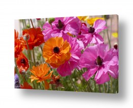 ארי בלטינשטר ארי בלטינשטר - צילומי מוצר,טבע ואמנות - פרחים סגולים | כוחם של צבעים