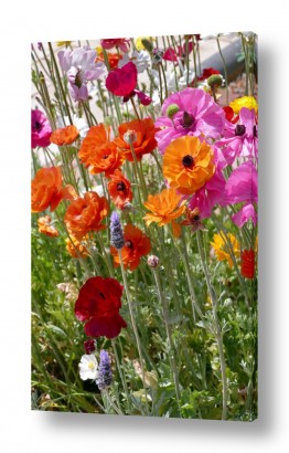 ארי בלטינשטר ארי בלטינשטר - צילומי מוצר,טבע ואמנות - פרחי בר | צבעים ולוהטים