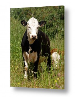 בעלי חיים פרות | במרעה