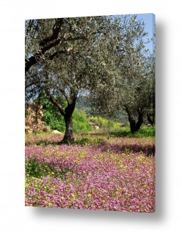 עץ עץ זית | זית בגליל