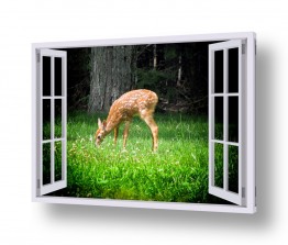 גלרית חלונות 3D 3D Window | במבי באחו