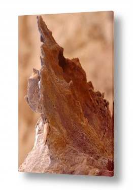אייל הצפון אייל הצפון - צילום זה בטבע - סלע | חוד הסלע