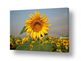 פרחים חמניה | שדה חמניות