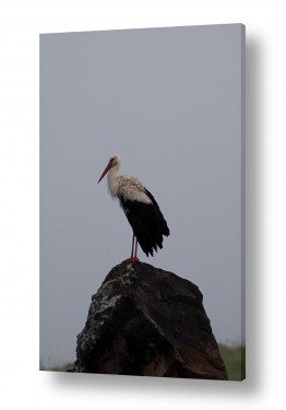 אייל הצפון אייל הצפון - צילום זה בטבע - בעלי חיים | על הסלע