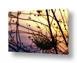 צילומים צילום אבסטרקט | אור שקיעה