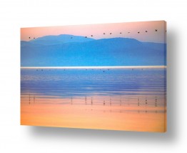 ציפורים ציפורים נודדות | קורמורנים בשורות