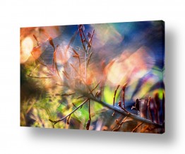 צומח צמחי בר | אורות רוקדים