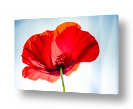 צומח צמחי בר | פרג בשמש 2